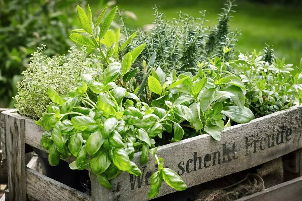 Herb Garden Kit 5 Pack | Chef Variety Culinary Herbs | Parsley, Oregano, Cilantro, Dill, Thyme | Petroselinum crispum & More