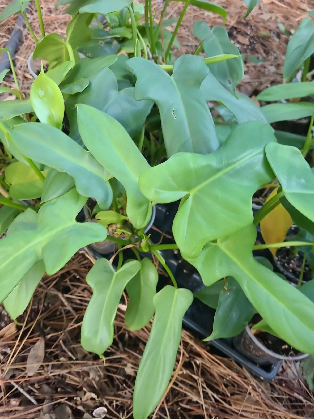 Philodendron Cutting 1 Node Aurea Silver Violin Plant Unrooted - Philodendron Bipennifolium with Unique Silver Variegation