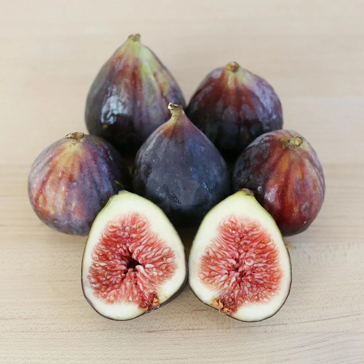Live Rooted Beer’s Black Fig Plant - Self-Pollinating Dwarf Shrub - Ficus carica - Purple Figs - Ideal for Zones 7-10