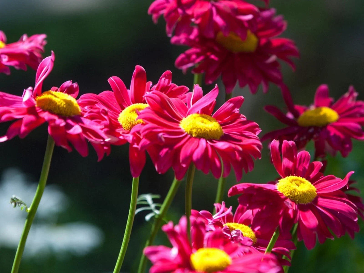 Painted Daisy Seeds - 50+ Non-GMO Robinson Giant Mix - Perennial Flower Seeds for Garden - Bellis perennis