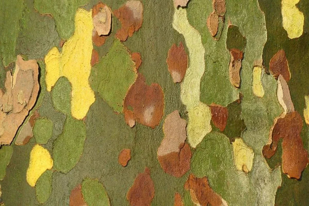 London Plane Tree Seeds - 50 Count - Exotic Bark - Platanus acerifolia - Perfect for Urban Gardens and Shade