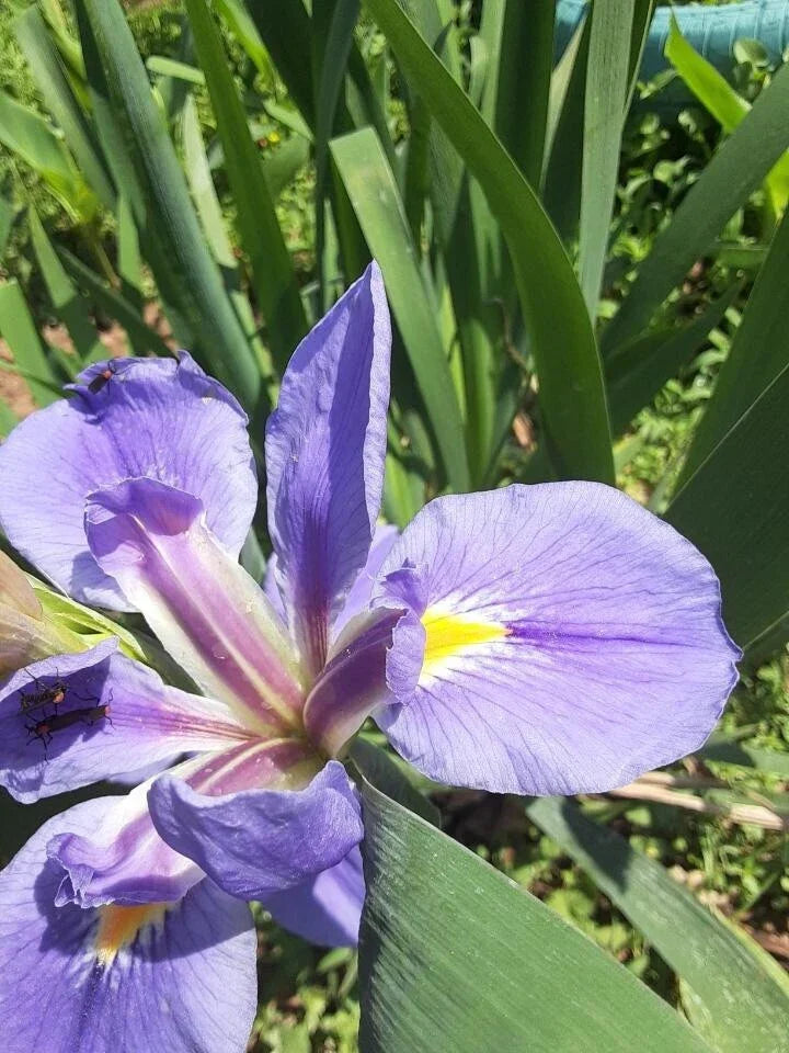 Iris Plants Ready to Plant (2) - Purple Bearded Iris Rhizomes - Iris germanica