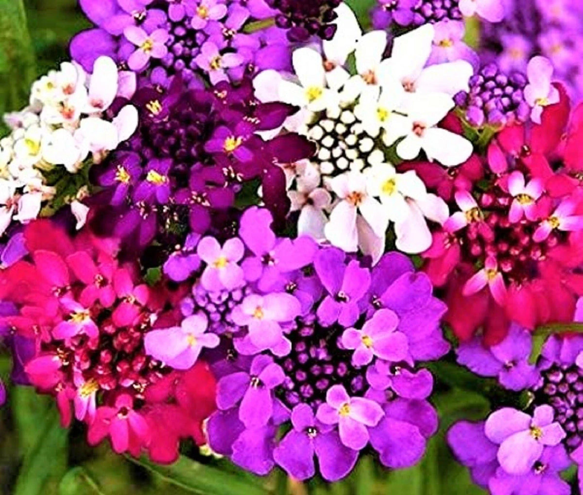 Candytuft Seeds Pack 100+ Non-GMO Iberis umbellata Colorful Flowering Annuals for Garden Planting