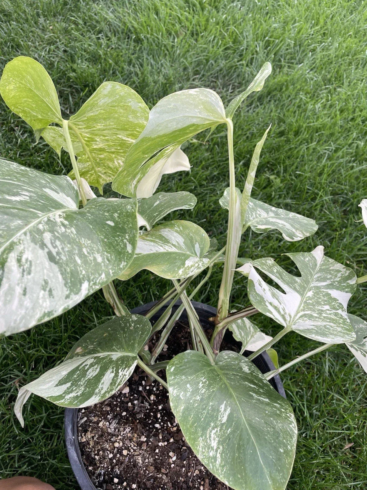 Variegated Monstera Plant 4" Pot Monstera Deliciosa Variegata Tropical Houseplant Indoor Decor Air-Purifying Plant