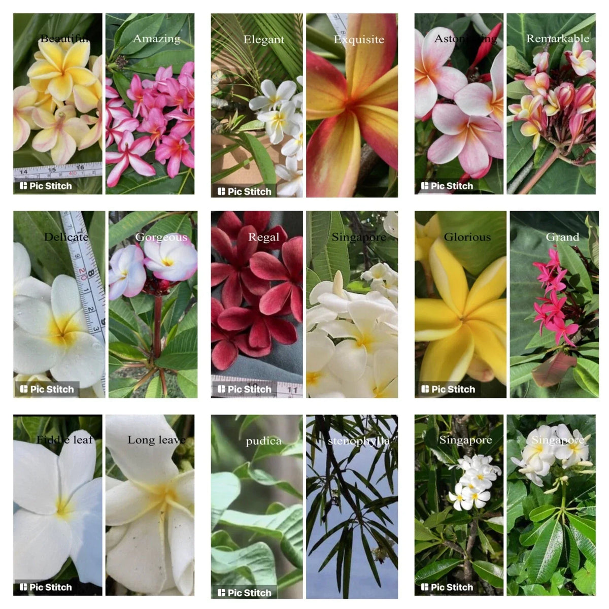 Plumeria Cutting 12-18 Inch Hawaiian Frangipani Variety Plumeria spp. Perfect for Gardens and Landscapes