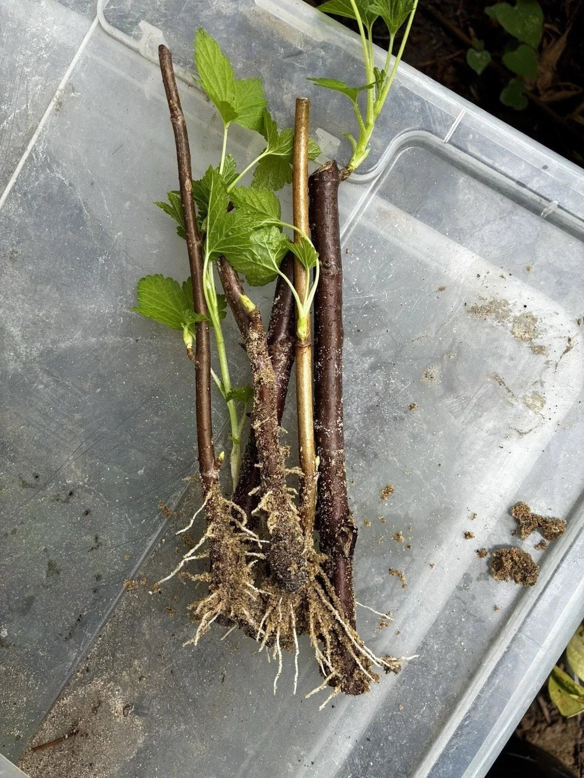 Black Currant Rooted Cuttings 3 Pc Ben Sarek Ribes nigrum Edible Ornamental Compact Cold Hardy High Yield