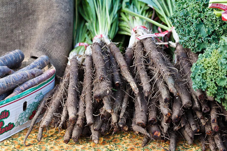 Black Salsify Seeds, NON-GMO Black Oyster Plant, Heirloom Scorzonera hispanica, Culinary Vegetable Seeds