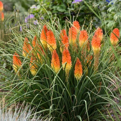 Torch Lily Seeds - 25 Premium Hot Poker Flower Seeds - Kniphofia uvaria - Perennial, Red, Orange, Yellow - US Seller