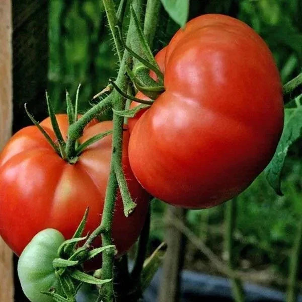 Big Boy Tomato Seeds - 120+ Organic Non-GMO Hybrid - Solanum lycopersicum - Ideal for Home Gardens and Containers