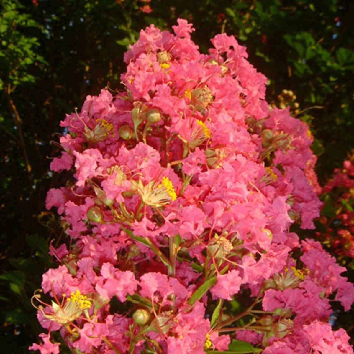 Tuscarora Crape Myrtle Seeds - 20 Perennial Flower Seeds - Pink Blooms - Lagerstroemia indica 'Tuscarora' - US Seller