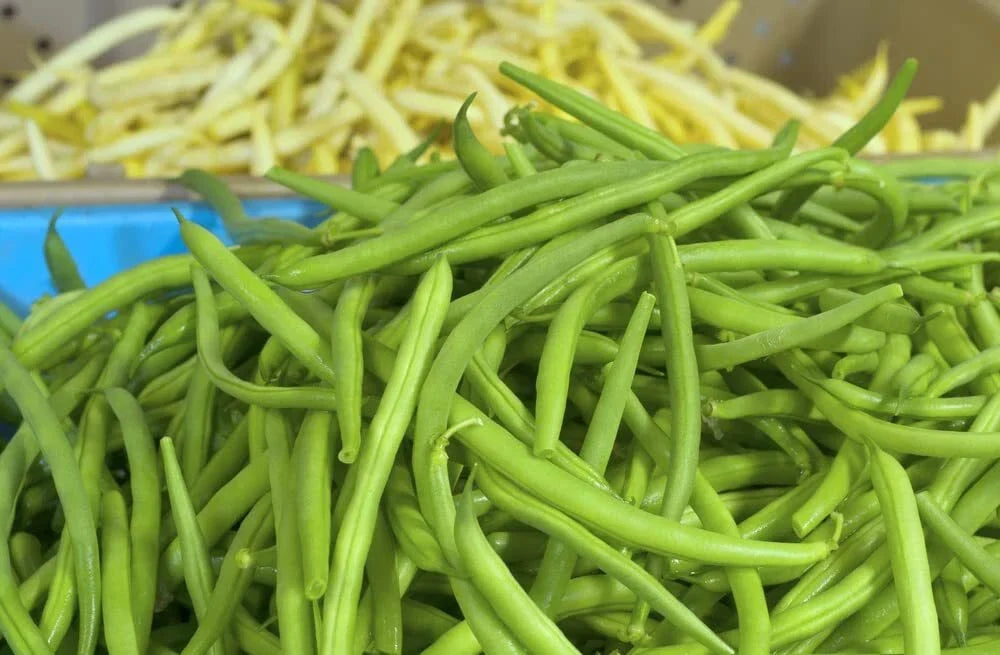 Jade Green Bean Seeds - 50 Hairless Seeds for Planting - Phaseolus vulgaris - Fast-Growing, High-Yielding Garden Beans