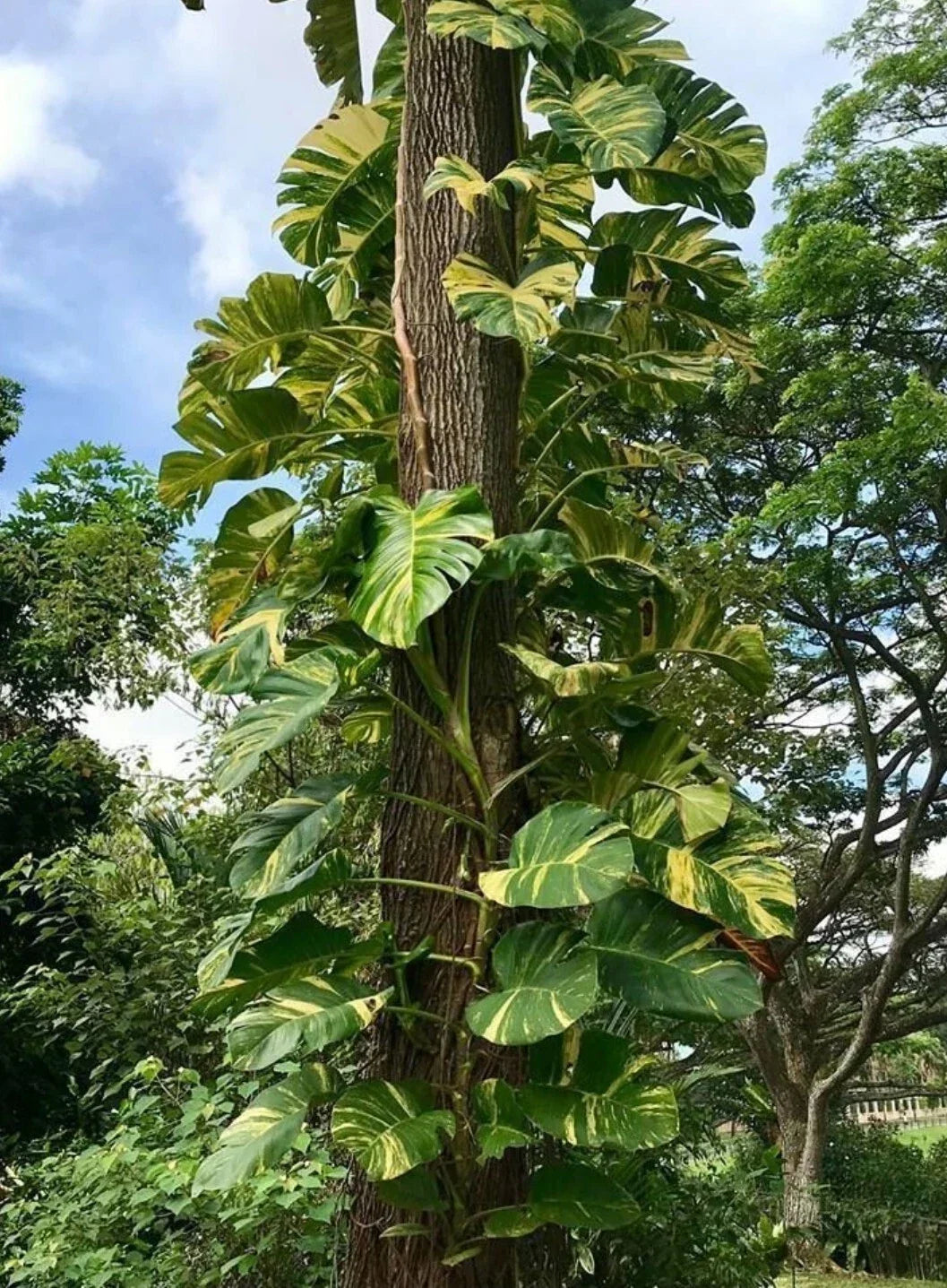 Golden Queen Pothos Vine 24" Rooted Plant - Giant Leaf Indoor Houseplant, Epipremnum aureum, Easy Care, Air Purifying
