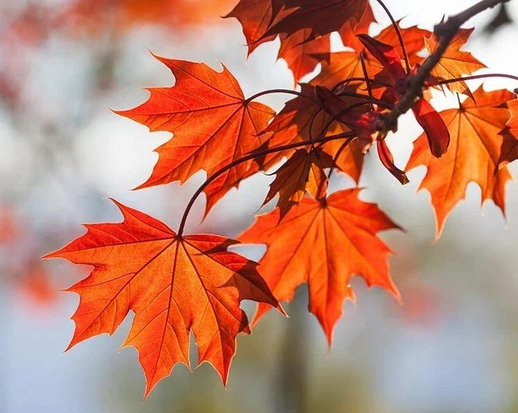 Red Maple Tree 6-12" Tall Acer rubrum in 4" Pot - Deciduous with Brilliant Red Fall Foliage for Landscape and Shade