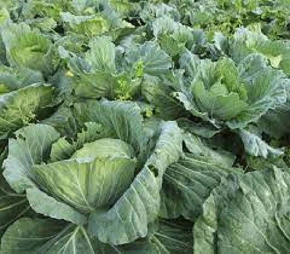 Organic Collard Greens Seeds - Morris Heading Variety - Brassica oleracea - Non-GMO, Heirloom, High Germination Rate, 100 Seeds