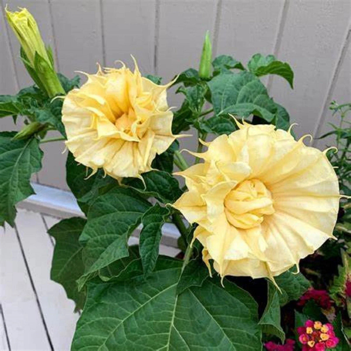 Ballerina Yellow Angel Trumpet Seeds - 10 Premium Brugmansia Datura Flower Seeds for Garden Planting