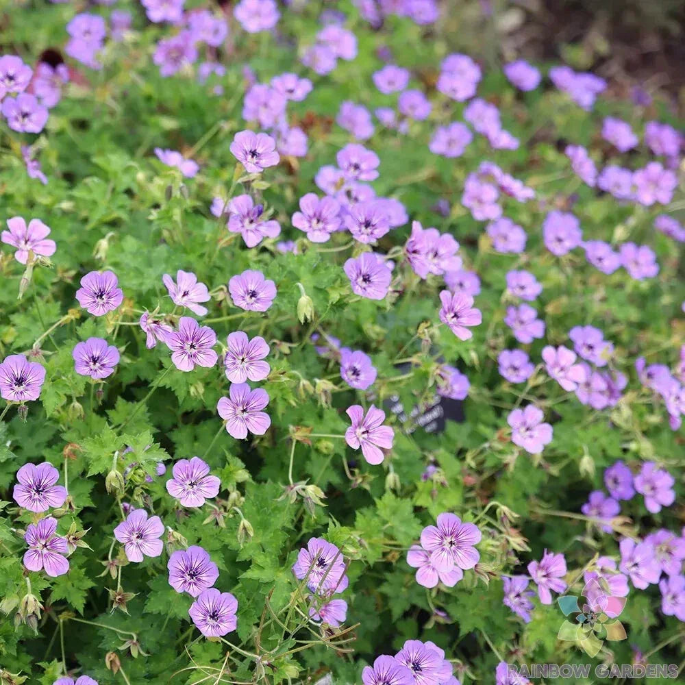 Havana Blues Geranium Seeds 25+ Pack - Pelargonium x hortorum - Blue & Purple Blooms for Garden Planting