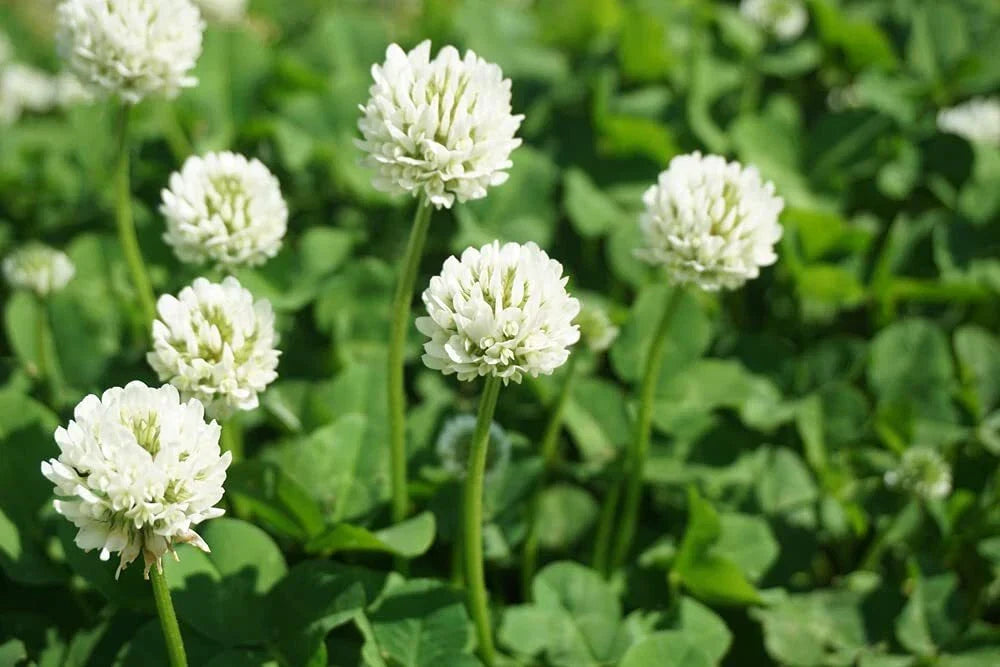 Dutch White Clover Seed 5 Lbs - Trifolium repens - Ideal for Food Plot, Cover Crop, Pasture - Low Maintenance, Drought Resistant