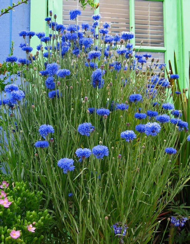 Batchelor Button Flower Seeds - Blueboy Variety - Centaurea cyanus - Florist Quality, Vibrant Blue Blooms for Garden & Arrangements