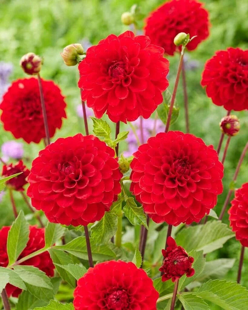 Dahlia Tubers 3 Large Red Cap Ball Tubers for Planting Dahlia pinnata - Vibrant Red Blooms for Garden & Container