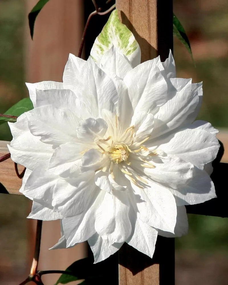 25 Double White Clematis Seeds | Climbing Perennial | Clematis 'Duchess of Edinburgh' | Non-GMO Flower Seeds