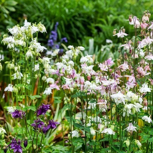 Dwarf European Columbine Seeds - Mixed Colors Perennial - Aquilegia vulgaris - Non-GMO - 200 Seeds for Gardens and Containers