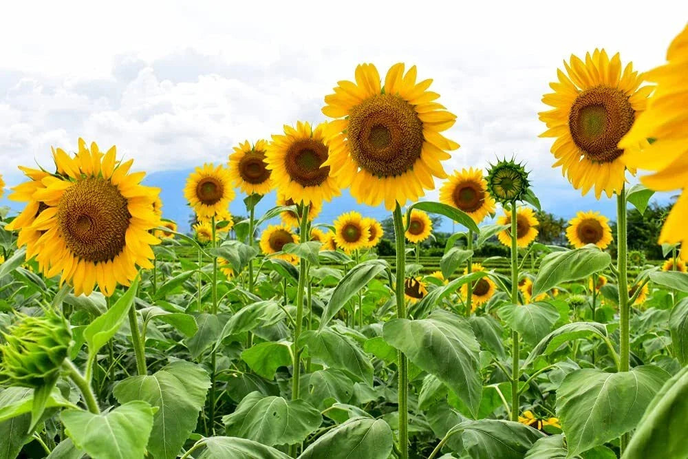 Mammoth Sunflower Seeds - 250+ Seeds for Planting, Giant Variety (Helianthus annuus) - Bright Yellow Blooms, Easy to Grow