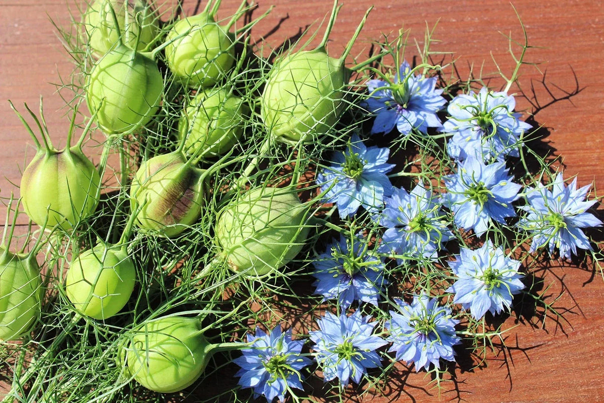 Love in a Mist Flower Seeds 1,000 Seeds Blue White Varieties Nigella damascena for Garden Planting