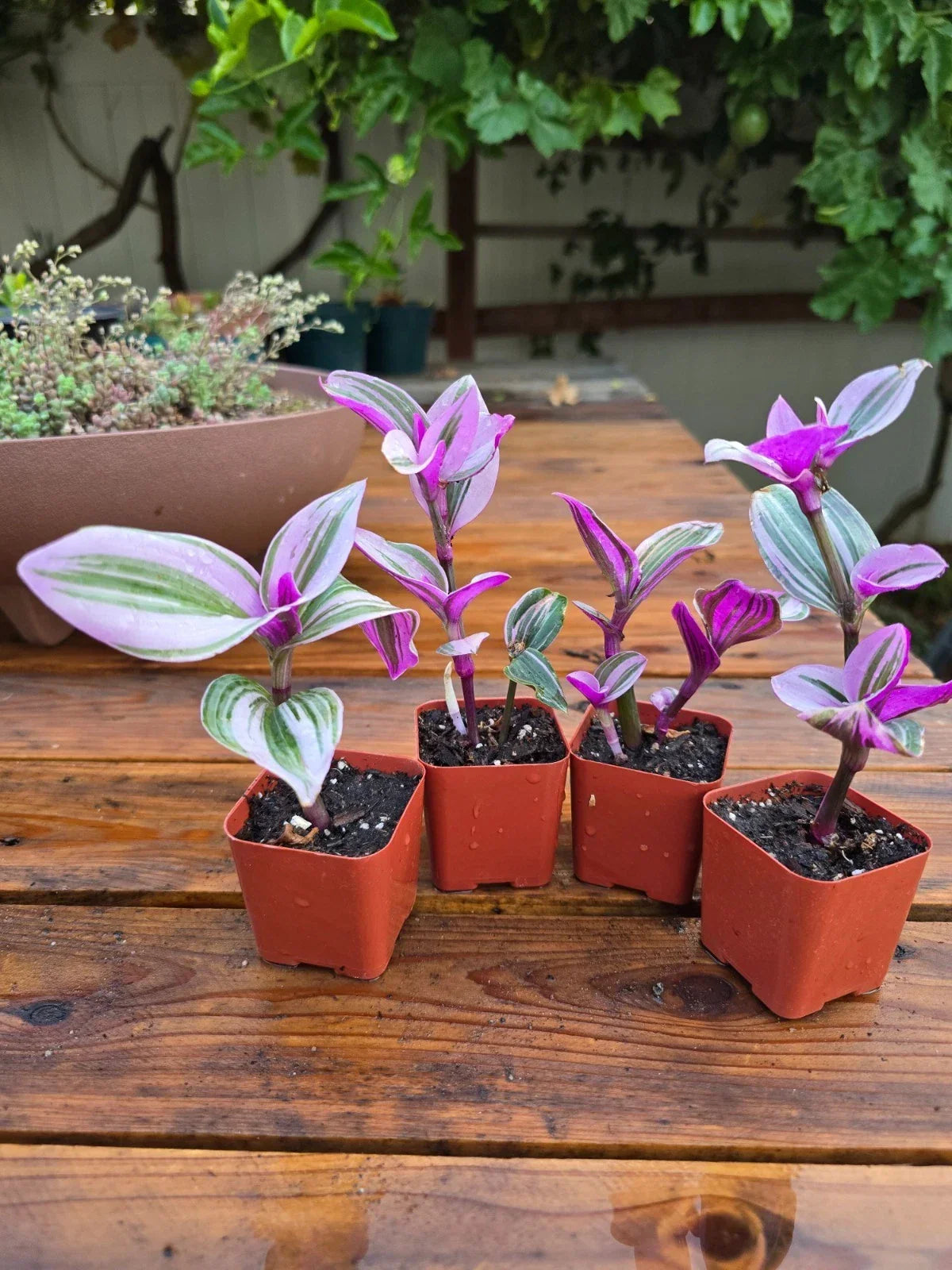 Tradescantia Nanouk Plant - 2" Pot - Pink Wandering Jew - Tradescantia albiflora 'Nanouk' - Vibrant Indoor Houseplant