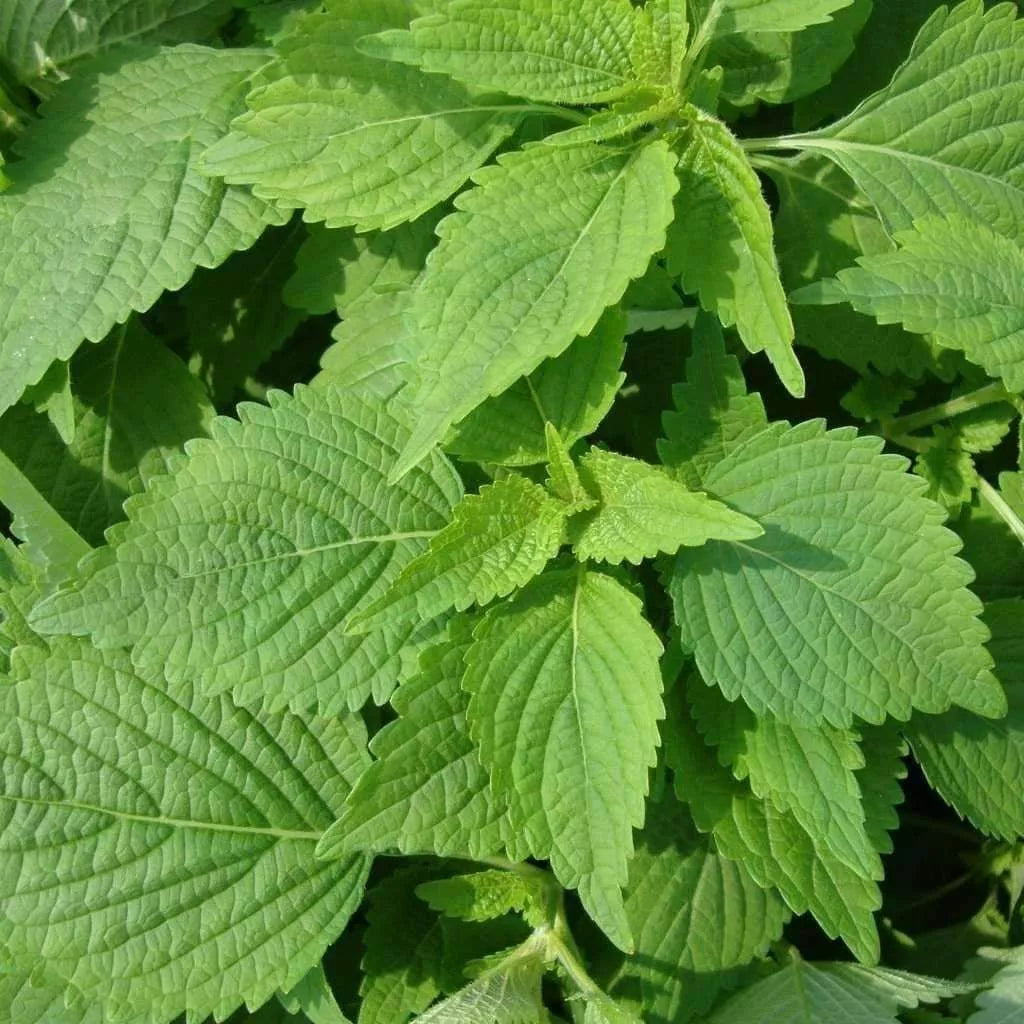 Green Shiso Seeds - 50+ Perilla Herb for Culinary Use - Perilla frutescens - Non-GMO, Annual, Easy to Grow, USA
