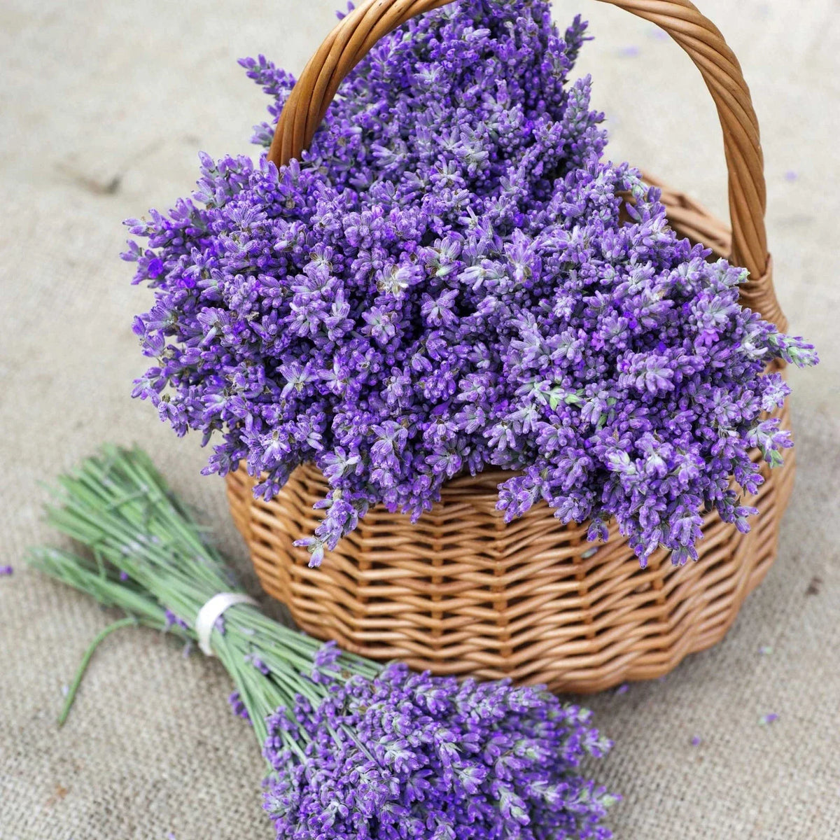 True Lavender Seeds - 700 Non-GMO Seeds - Aromatic Herb - Lavandula angustifolia - Ideal for Gardening and Culinary Use