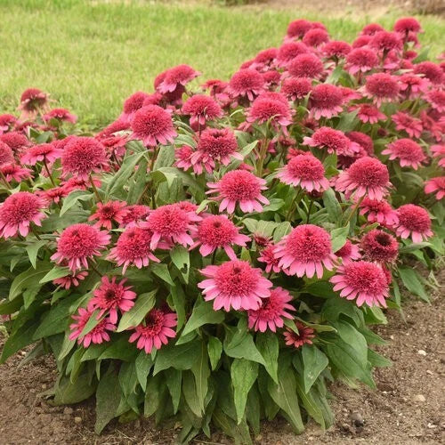 50 Raspberry Beret Coneflower Seeds | Echinacea purpurea | Perennial Flower Seeds | Vibrant Pink Garden Plants