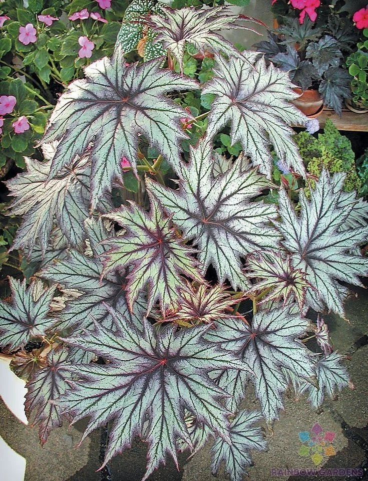 Connie Boswell Begonia Seeds - 25+ Pack - Pink White Red Blooms - Begonia x tuberhybrida - Easy Grow Garden Seeds
