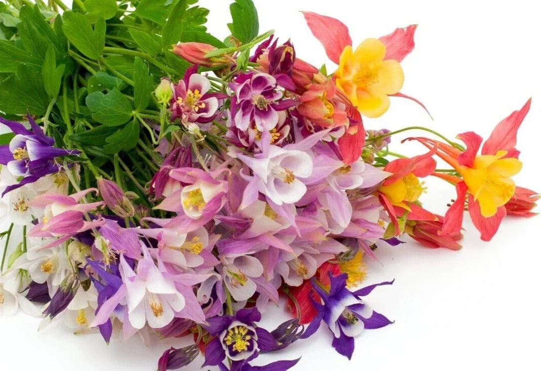 Columbine Seeds 400+ Count Mixed Colors Aquilegia Shade Flowers Perfect for Garden