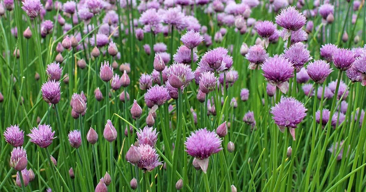 Chives Seeds, Non-GMO, Multiple Sizes, Allium schoenoprasum, Culinary Herb for Kitchen Garden