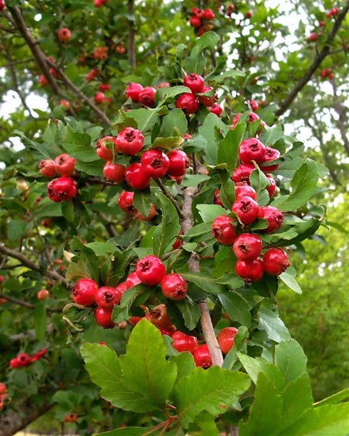 Live Mayhaw Fruit Tree Plug Seedling - Heirloom Crataegus opaca - Perfect for Gardens, Jams, and Pollinator Support
