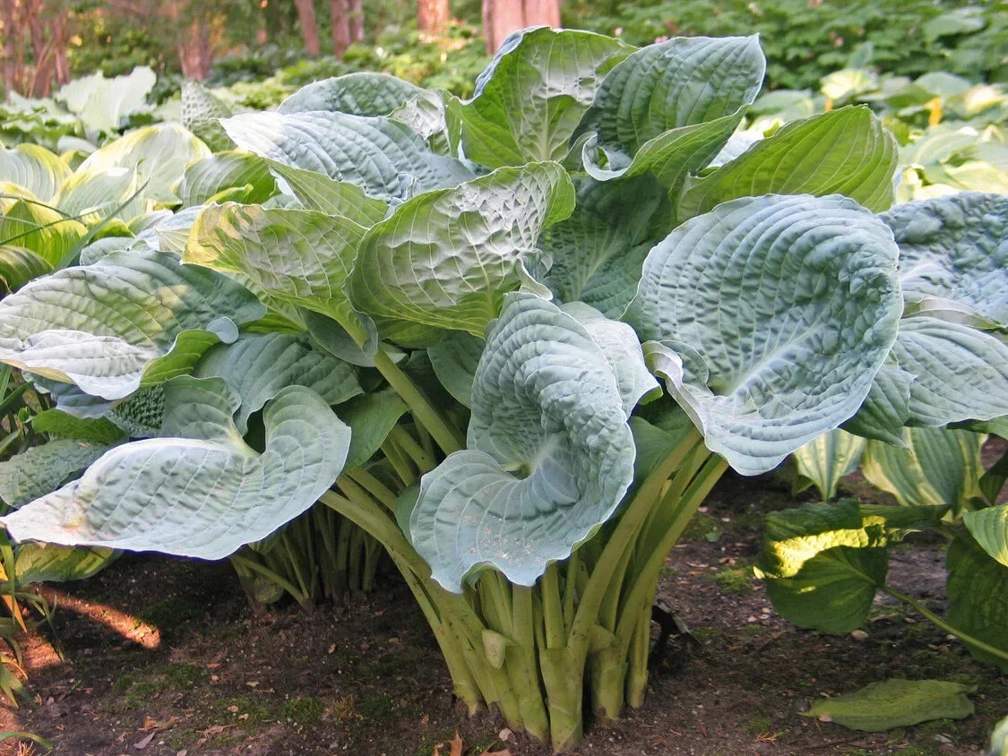 Hosta Plant Deep Waters 5.25" Pot | Well Rooted Perennial Shade Plant | Blue Corrugated Foliage | Hosta 'Deep Waters'