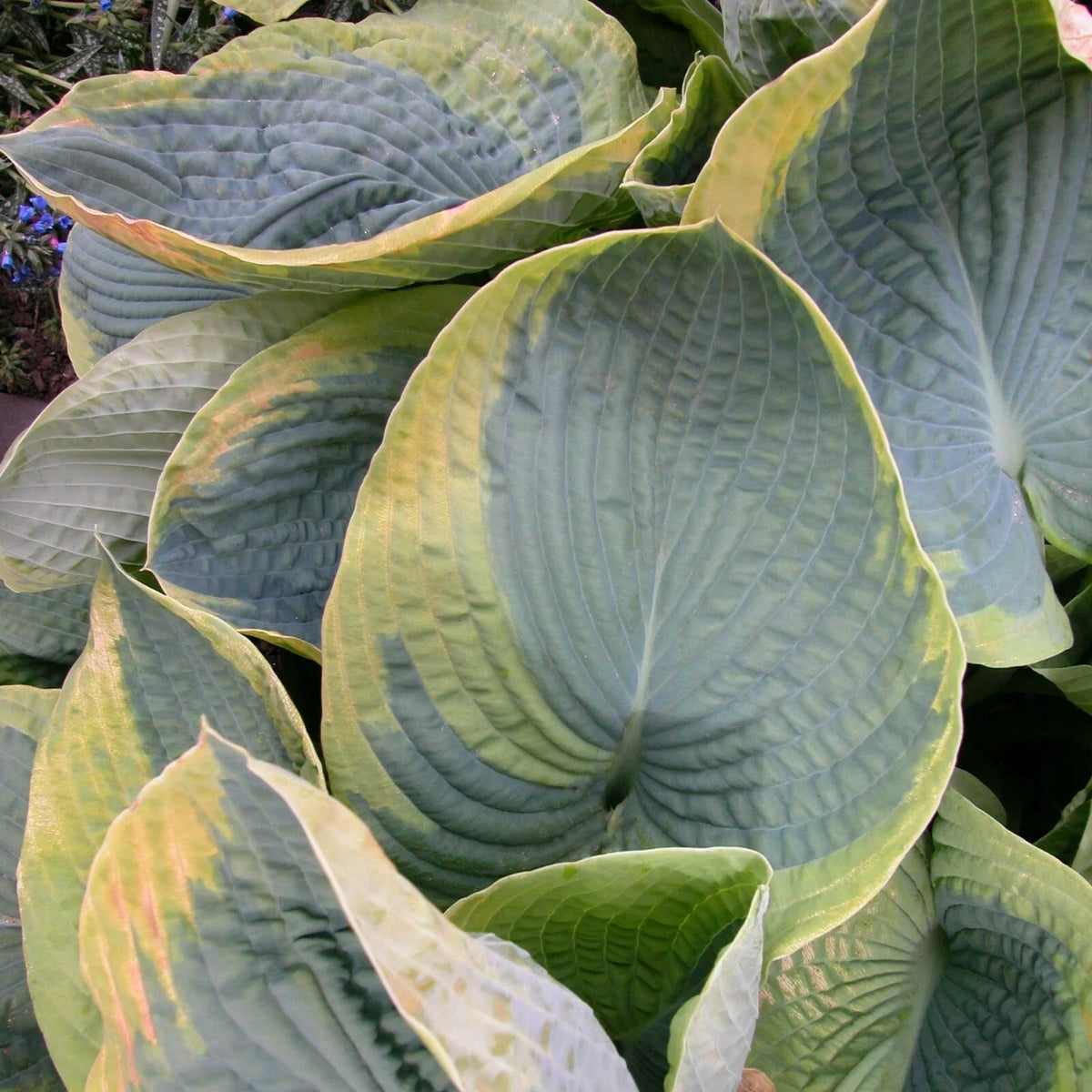 Hosta Frances Williams Perennial Plant - 5.25" Pot - Blue Variegated Foliage - Hosta sieboldiana - Shade Tolerant