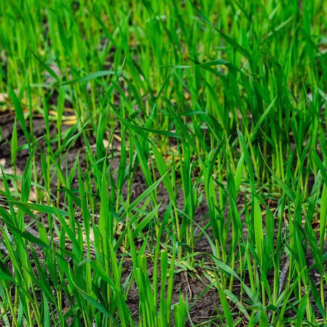 Rye Grass Seed - Fast Growing Cover Crop - Hardy Grazing Pasture - Secale cereale - Ideal for Lawns and Erosion Control