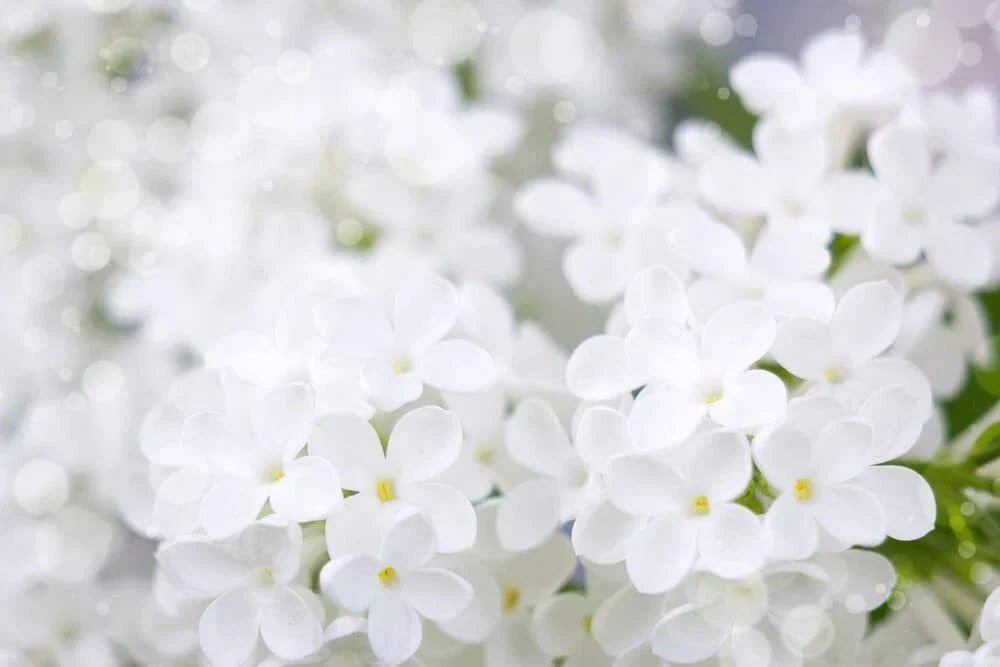 White Lilac Seeds | 100+ Seeds | Fragrant Bonsai Variety | Syringa vulgaris - Perfect for Garden and Pollinators