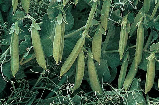 Sugar Lace II Pea Seeds - Organic Non-GMO High Yield Variety - Pisum sativum - Fresh Seeds for Gardening, 100 Count