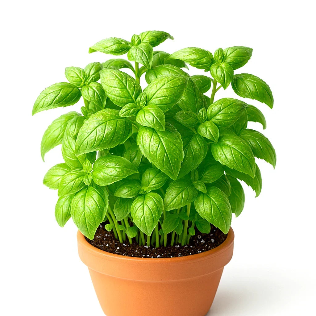 Genovese Basil Seeds - 4000+ Non-GMO Large Leaf Culinary Herb - Ocimum basilicum - Mosquito Repellent Gardening Seeds