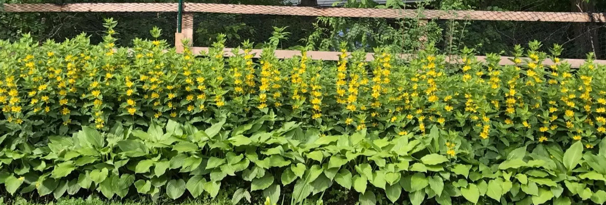 10 Bare Root Yellow Loosestrife Plants - Butterfly Attracting, Deer Resistant Perennials - Lysimachia vulgaris