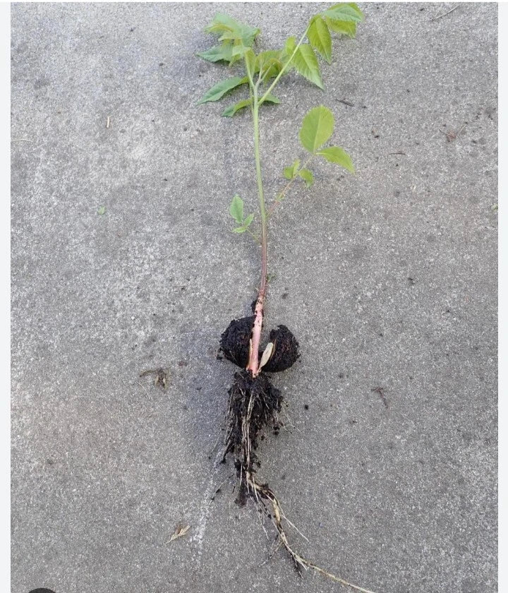 Natural Black Walnut Seedling Bare Root Juglans Nigra Rescue Under 10" Live Tree for Garden and Landscaping