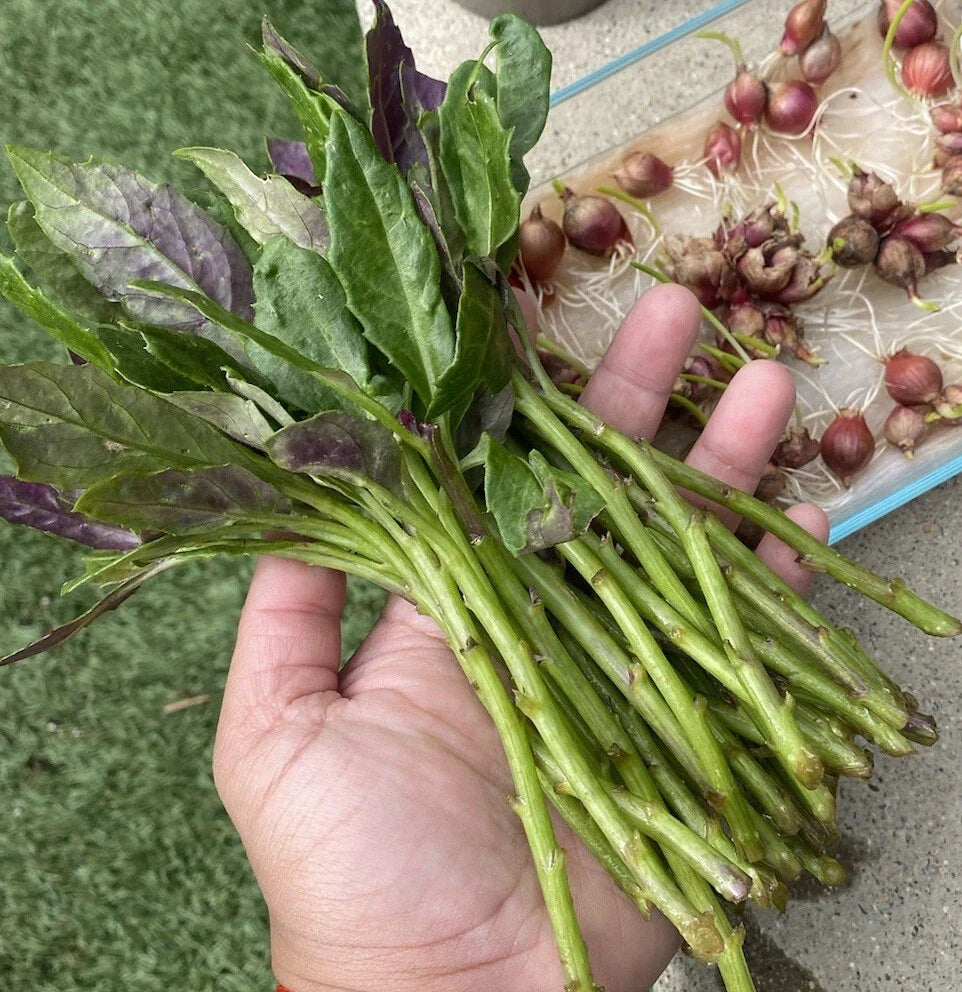 Okinawa Spinach Cuttings β 8 Fresh 5β6" Unrooted Cuttings (Gynura crepioides) β Edible Green & Purple Leaf Vegetable for Gardens