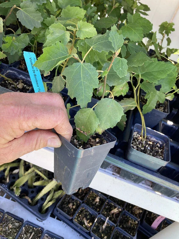 Violette de Bordeaux Fig Tree β Ficus carica β Self-Fertile Bare Root Starter Plant β Sweet Dark Fruit β Compact Dwarf Fig Variety