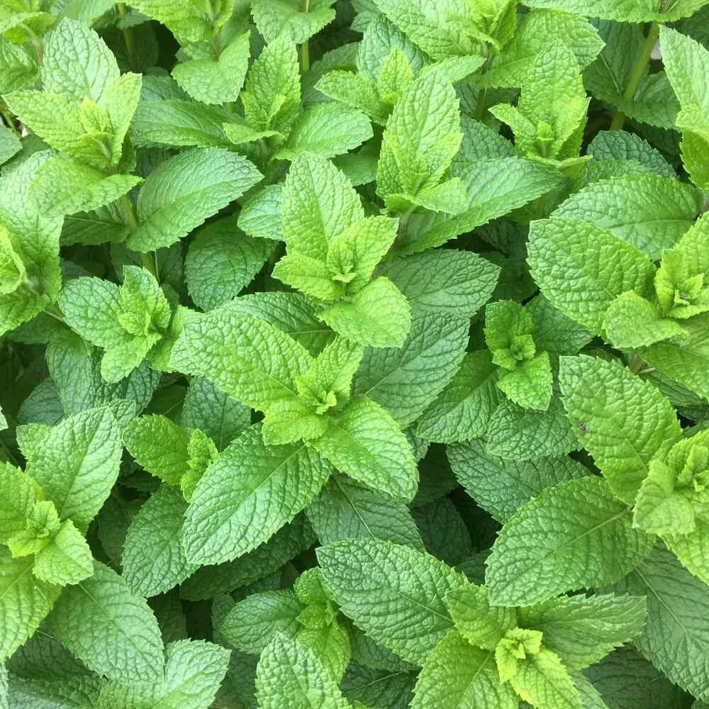 Organic Spearmint Plant Starter | Fresh Culinary Mint | Mentha spicata | Fast-Growing Herb for Teas, Cooking & Containers