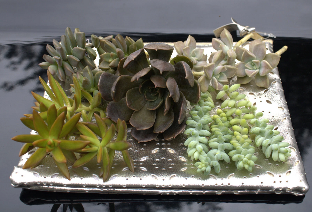 Mixed Succulent Rosette Cuttings 20 Pack Assorted Varieties Unrooted for Propagation - Assorted Succulent Species