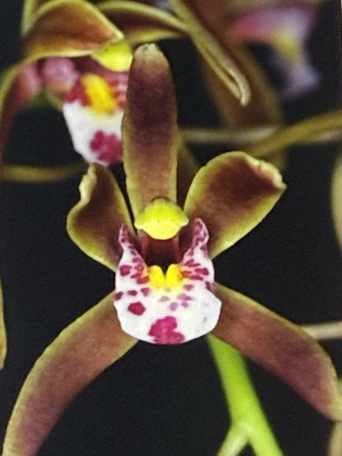 Cymbidium Orchid Bare Root Bulb Darjeeling - Exotic Flowering Houseplant for Indoor Décor - Cymbidium spp.