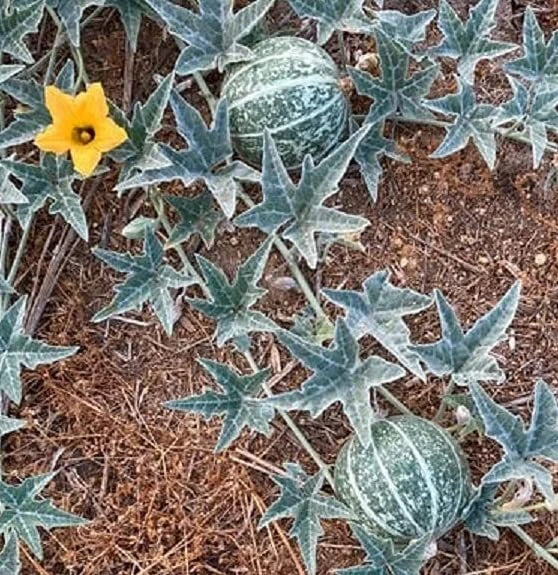 Coyote Melon Seeds 10 Pack - Bright Striped Fruits - Compact Vines - Cucumis melo - Quick Harvest 60-70 Days
