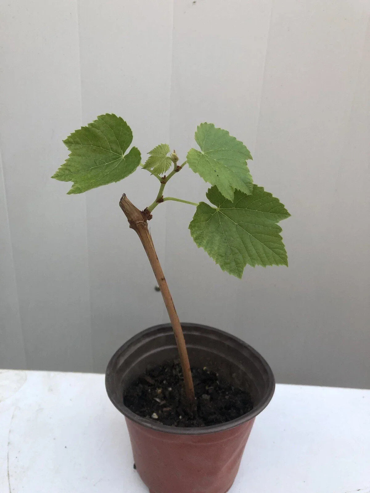 Sweet Grape Cutting Vine in 8” Pot - Seedless Green, Easy to Grow - Vitis vinifera - Perfect for Snacking or Cooking